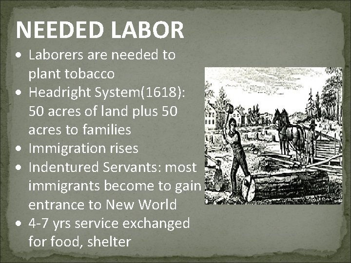 NEEDED LABOR Laborers are needed to plant tobacco Headright System(1618): 50 acres of land