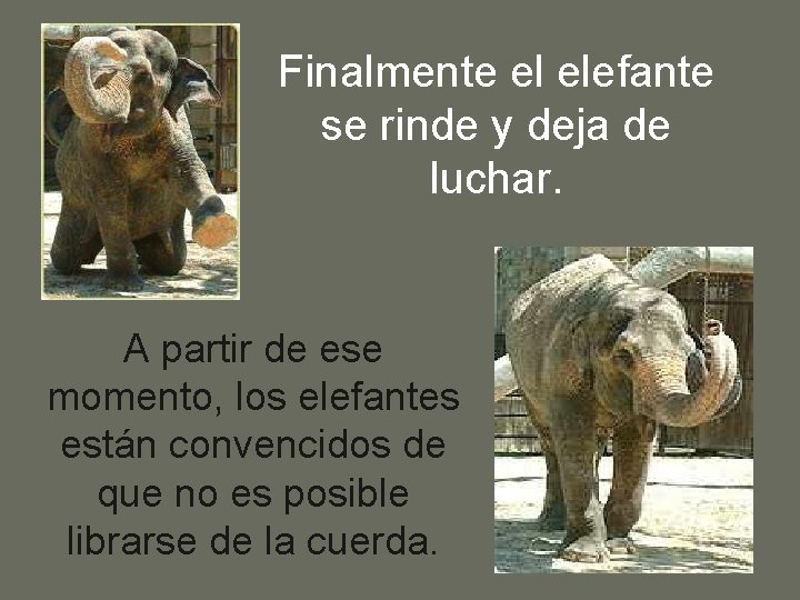 Finalmente el elefante se rinde y deja de luchar. A partir de ese momento,