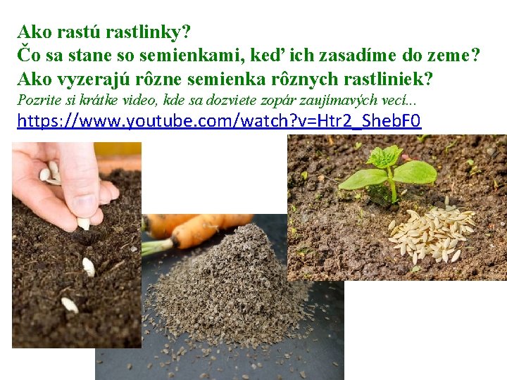 Ako rastú rastlinky? Čo sa stane so semienkami, keď ich zasadíme do zeme? Ako