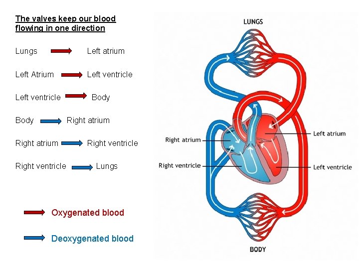 The valves keep our blood flowing in one direction Lungs Left atrium Left Atrium