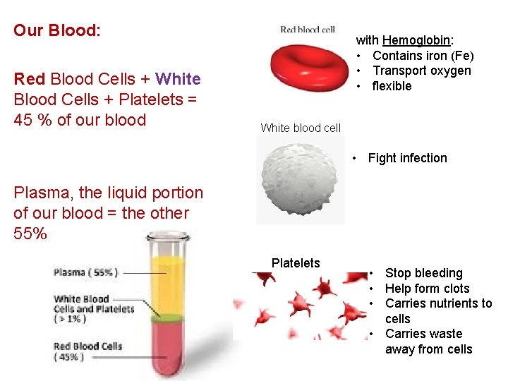 Our Blood: Red Blood Cells + White Blood Cells + Platelets = 45 %