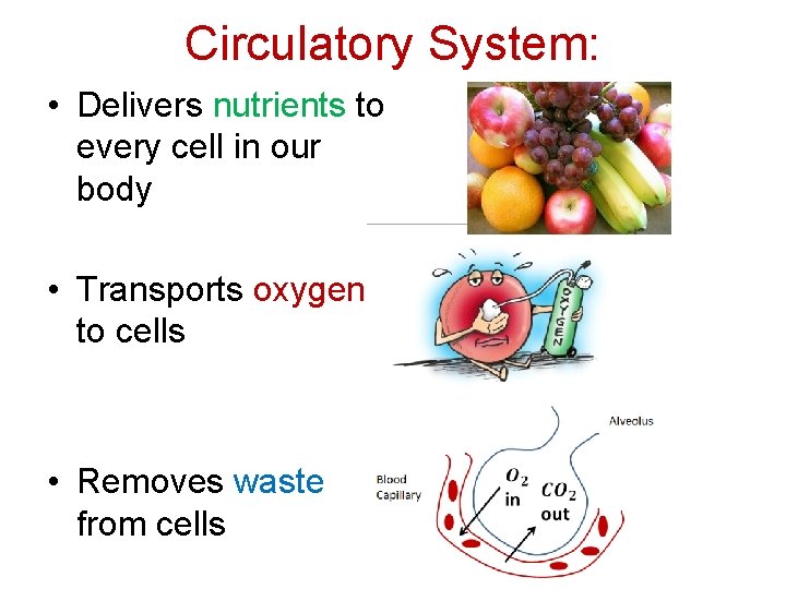 Circulatory System: • Delivers nutrients to every cell in our body • Transports oxygen