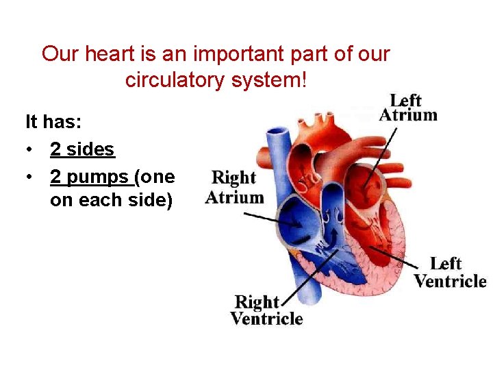 Our heart is an important part of our circulatory system! It has: • 2