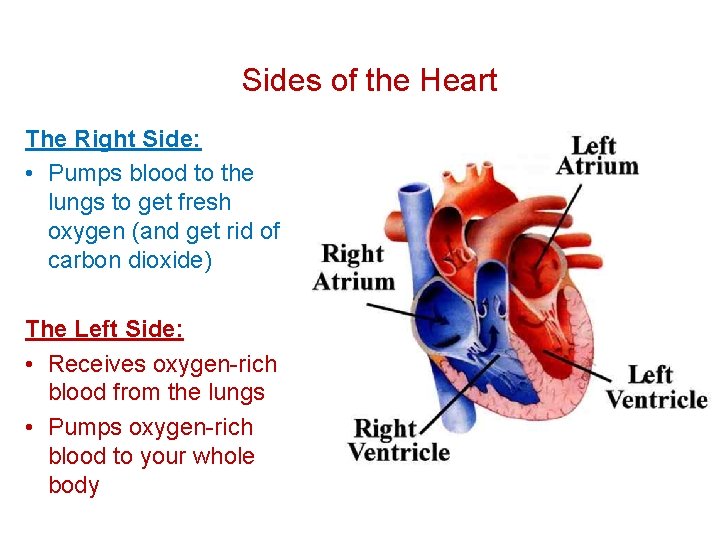 Sides of the Heart The Right Side: • Pumps blood to the lungs to