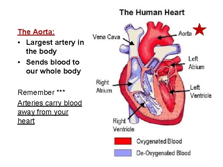 The Aorta: • Largest artery in the body • Sends blood to our whole