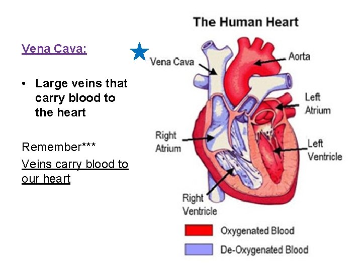 Vena Cava: • Large veins that carry blood to the heart Remember*** Veins carry