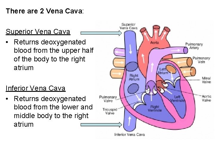 There are 2 Vena Cava: Superior Vena Cava • Returns deoxygenated blood from the