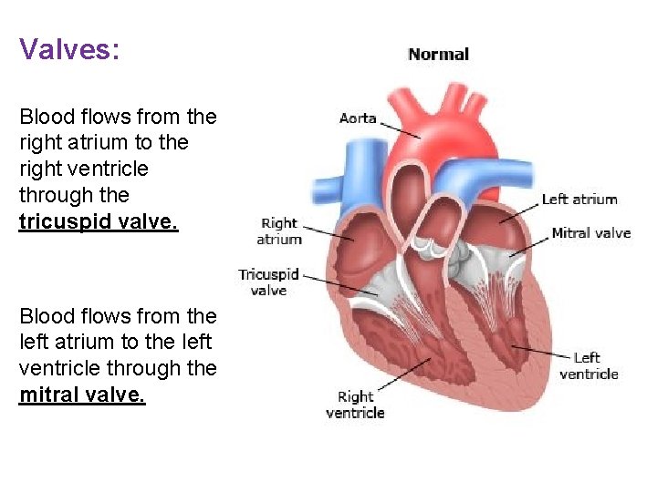 Valves: Blood flows from the right atrium to the right ventricle through the tricuspid