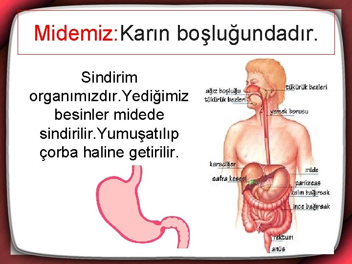 Midemiz: Karın boşluğundadır. Sindirim organımızdır. Yediğimiz besinler midede sindirilir. Yumuşatılıp çorba haline getirilir. 