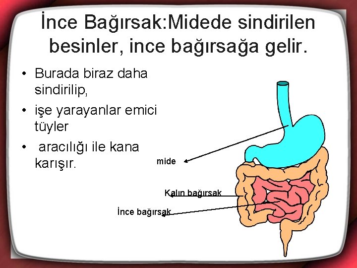 İnce Bağırsak: Midede sindirilen besinler, ince bağırsağa gelir. • Burada biraz daha sindirilip, •