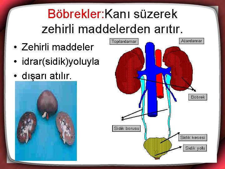 Böbrekler: Kanı süzerek zehirli maddelerden arıtır. • Zehirli maddeler • idrar(sidik)yoluyla • dışarı atılır.