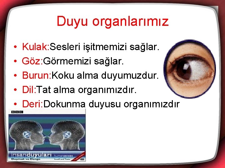 Duyu organlarımız • • • Kulak: Sesleri işitmemizi sağlar. Göz: Görmemizi sağlar. Burun: Koku