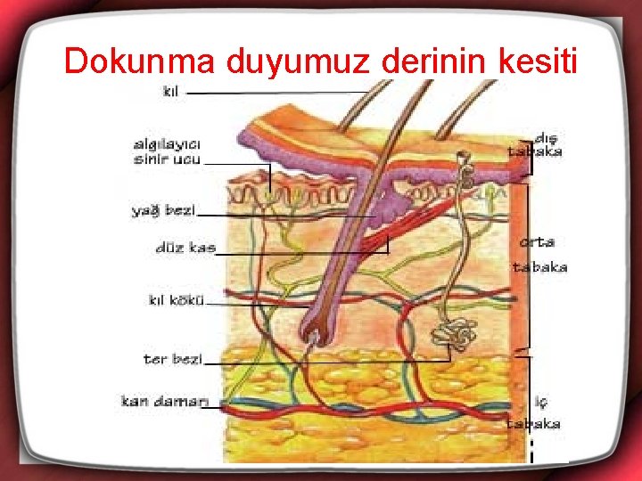 Dokunma duyumuz derinin kesiti 