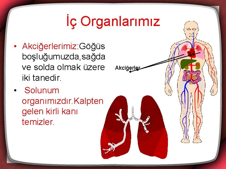 İç Organlarımız • Akciğerlerimiz: Göğüs boşluğumuzda, sağda ve solda olmak üzere iki tanedir. •