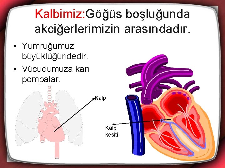 Kalbimiz: Göğüs boşluğunda akciğerlerimizin arasındadır. • Yumruğumuz büyüklüğündedir. • Vücudumuza kan pompalar. Kalp kesiti