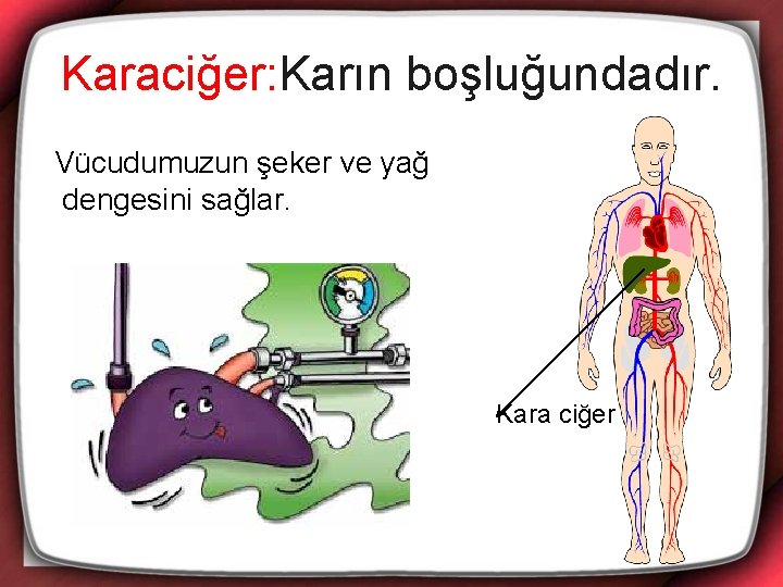 Karaciğer: Karın boşluğundadır. Vücudumuzun şeker ve yağ dengesini sağlar. Kara ciğer 
