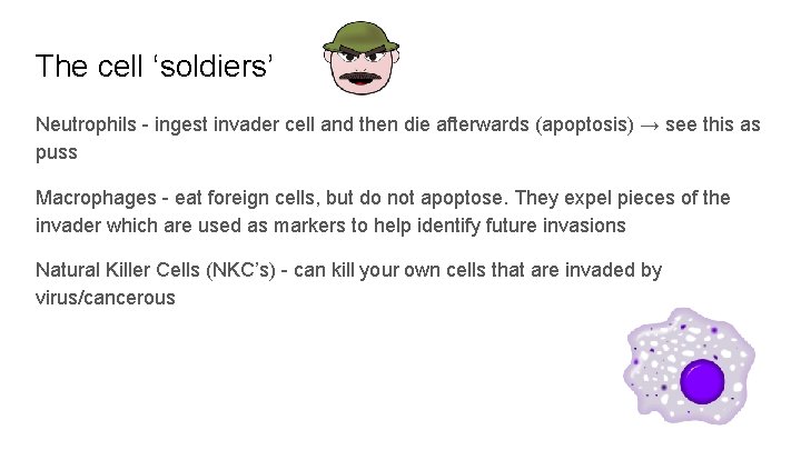 The cell ‘soldiers’ Neutrophils - ingest invader cell and then die afterwards (apoptosis) →