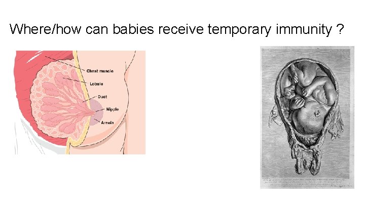Where/how can babies receive temporary immunity ? 