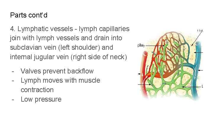 Parts cont’d 4. Lymphatic vessels - lymph capillaries join with lymph vessels and drain