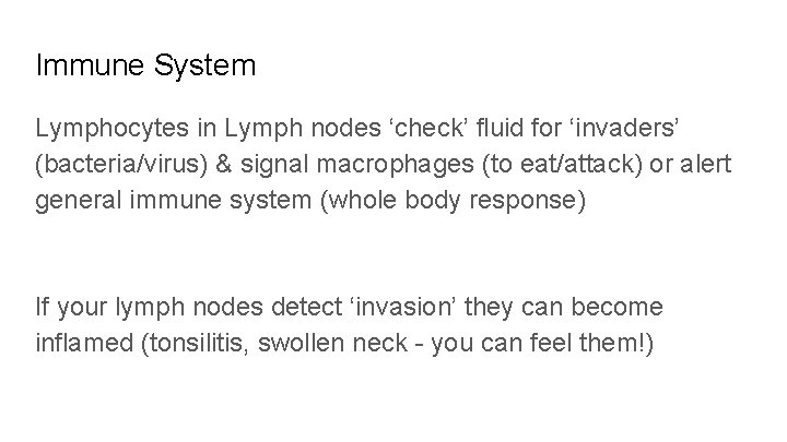 Immune System Lymphocytes in Lymph nodes ‘check’ fluid for ‘invaders’ (bacteria/virus) & signal macrophages