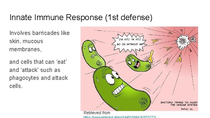 Innate Immune Response (1 st defense) Involves barricades like skin, mucous membranes, and cells