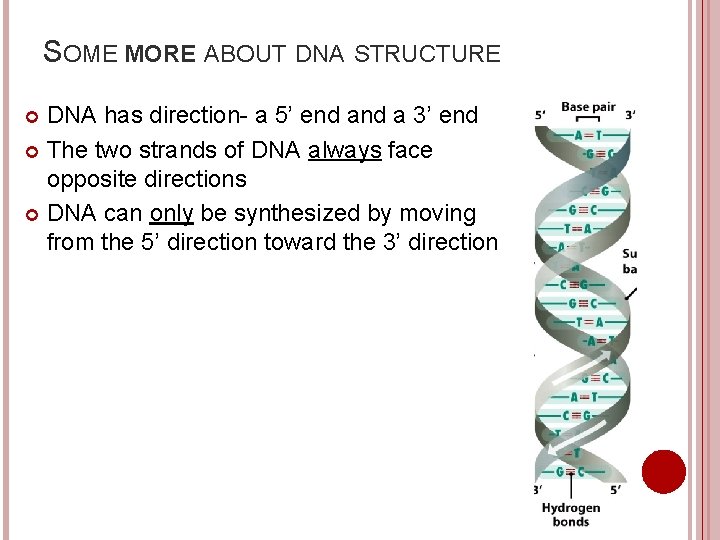 SOME MORE ABOUT DNA STRUCTURE DNA has direction- a 5’ end a 3’ end