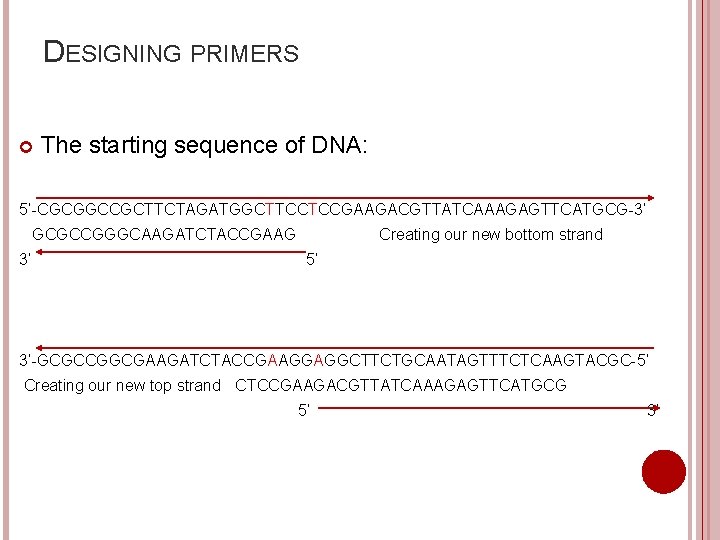 DESIGNING PRIMERS The starting sequence of DNA: 5’-CGCGGCCGCTTCTAGATGGCTTCCTCCGAAGACGTTATCAAAGAGTTCATGCG-3’ GCGCCGGGCAAGATCTACCGAAG 3’ Creating our new bottom