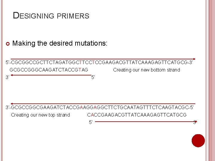 DESIGNING PRIMERS Making the desired mutations: 5’-CGCGGCCGCTTCTAGATGGCTTCCTCCGAAGACGTTATCAAAGAGTTCATGCG-3’ GCGCCGGGCAAGATCTACCGTAG 3’ Creating our new bottom strand