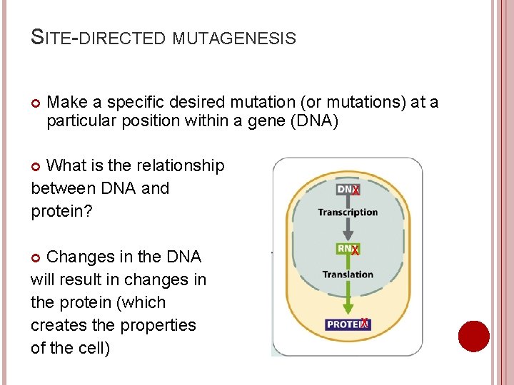 SITE-DIRECTED MUTAGENESIS Make a specific desired mutation (or mutations) at a particular position within