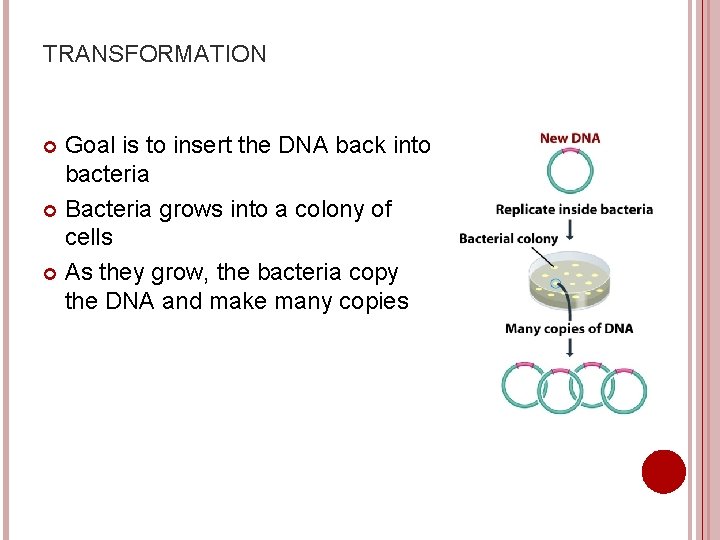 TRANSFORMATION Goal is to insert the DNA back into bacteria Bacteria grows into a