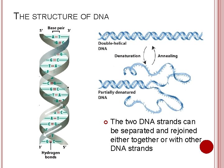 THE STRUCTURE OF DNA The two DNA strands can be separated and rejoined either