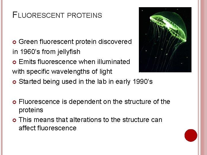 FLUORESCENT PROTEINS Green fluorescent protein discovered in 1960’s from jellyfish Emits fluorescence when illuminated