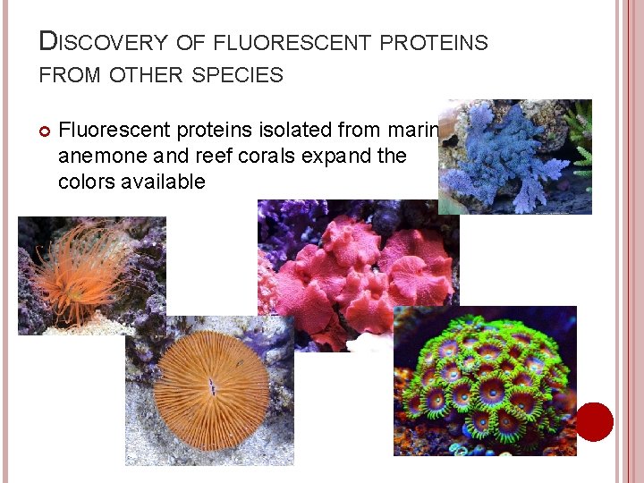 DISCOVERY OF FLUORESCENT PROTEINS FROM OTHER SPECIES Fluorescent proteins isolated from marine anemone and