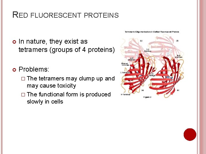 RED FLUORESCENT PROTEINS In nature, they exist as tetramers (groups of 4 proteins) Problems: