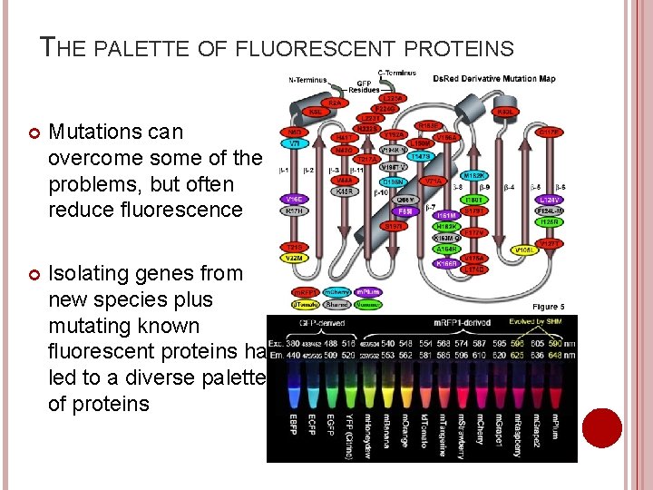 THE PALETTE OF FLUORESCENT PROTEINS Mutations can overcome some of the problems, but often