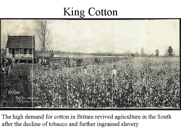 King Cotton The high demand for cotton in Britain revived agriculture in the South