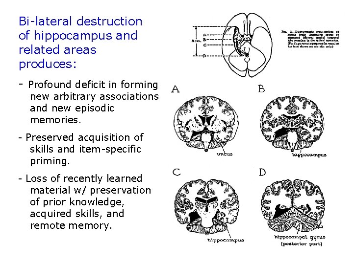 Bi-lateral destruction of hippocampus and related areas produces: - Profound deficit in forming new