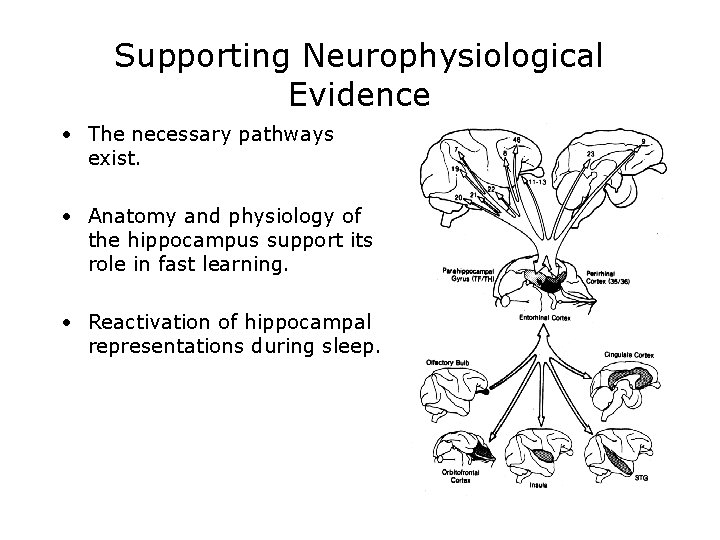Supporting Neurophysiological Evidence • The necessary pathways exist. • Anatomy and physiology of the