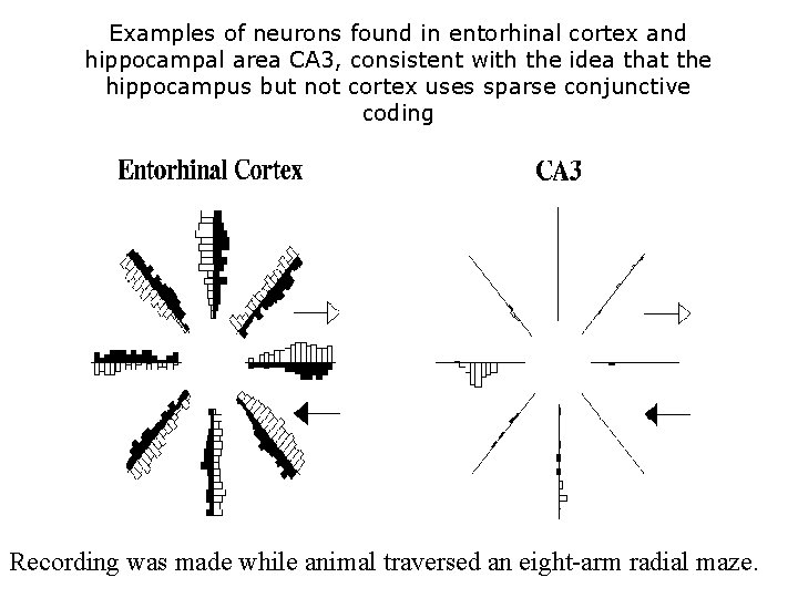 Examples of neurons found in entorhinal cortex and hippocampal area CA 3, consistent with