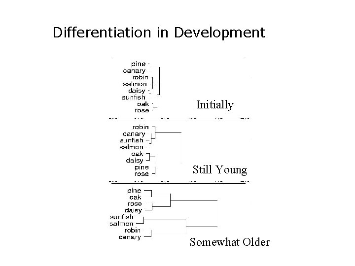 Differentiation in Development Initially Still Young Somewhat Older 