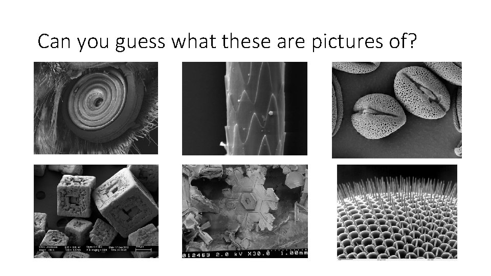 Can you guess what these are pictures of? 