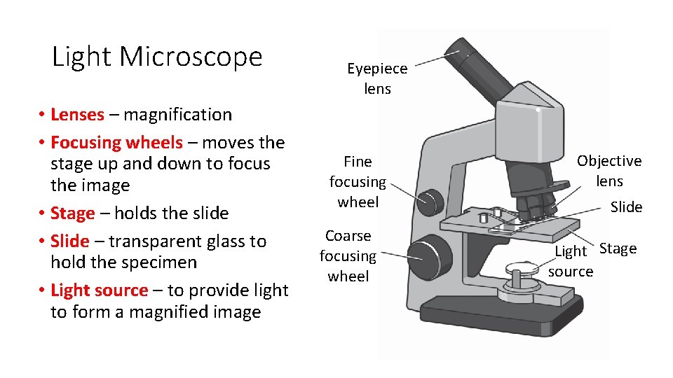 Light Microscope • Lenses – magnification • Focusing wheels – moves the stage up