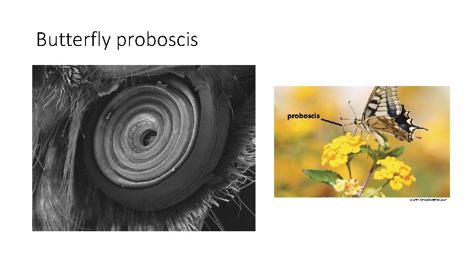 Butterfly proboscis 