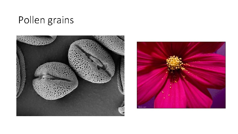 Pollen grains 