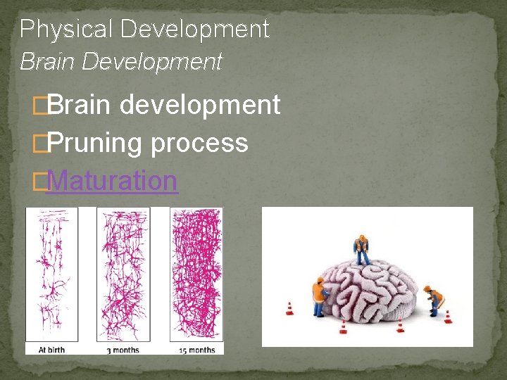 Physical Development Brain Development �Brain development �Pruning process �Maturation 