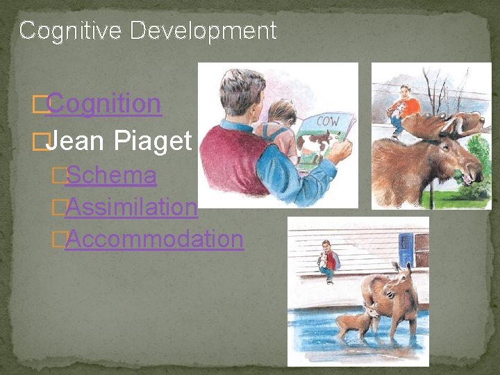 Cognitive Development �Cognition �Jean Piaget �Schema �Assimilation �Accommodation 