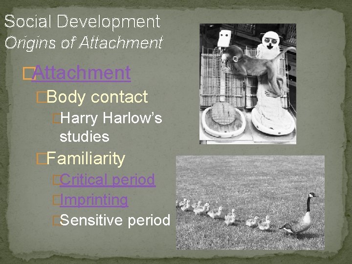 Social Development Origins of Attachment �Body contact �Harry Harlow’s studies �Familiarity �Critical period �Imprinting