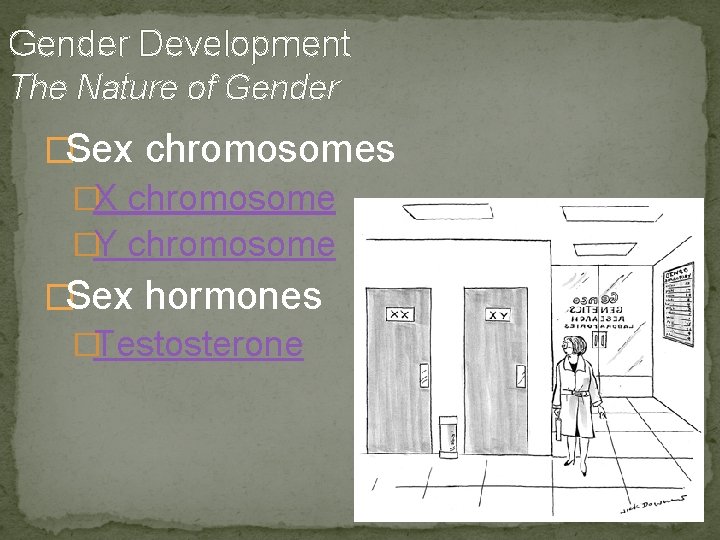 Gender Development The Nature of Gender �Sex chromosomes �X chromosome �Y chromosome �Sex hormones