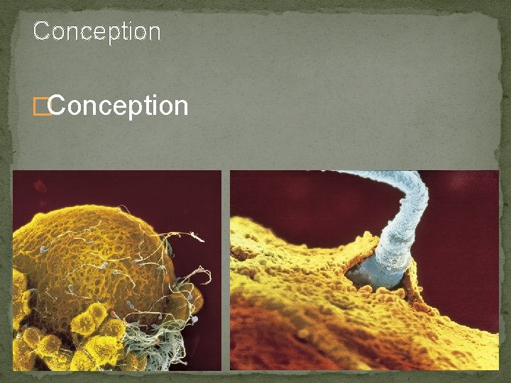 Conception �Conception 