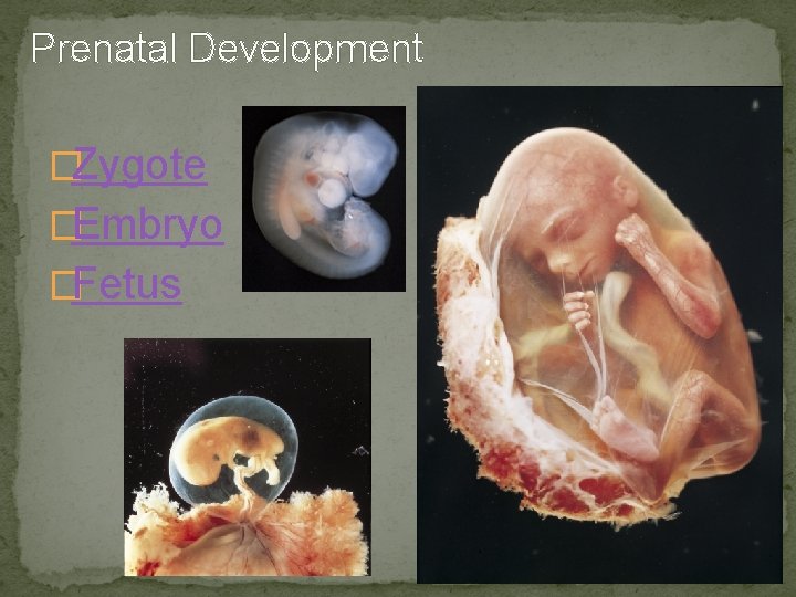 Prenatal Development �Zygote �Embryo �Fetus 